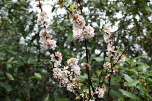 Prunus nipponica kurilensis   